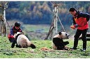 中国最有趣工作——熊猫帮主，年薪20万